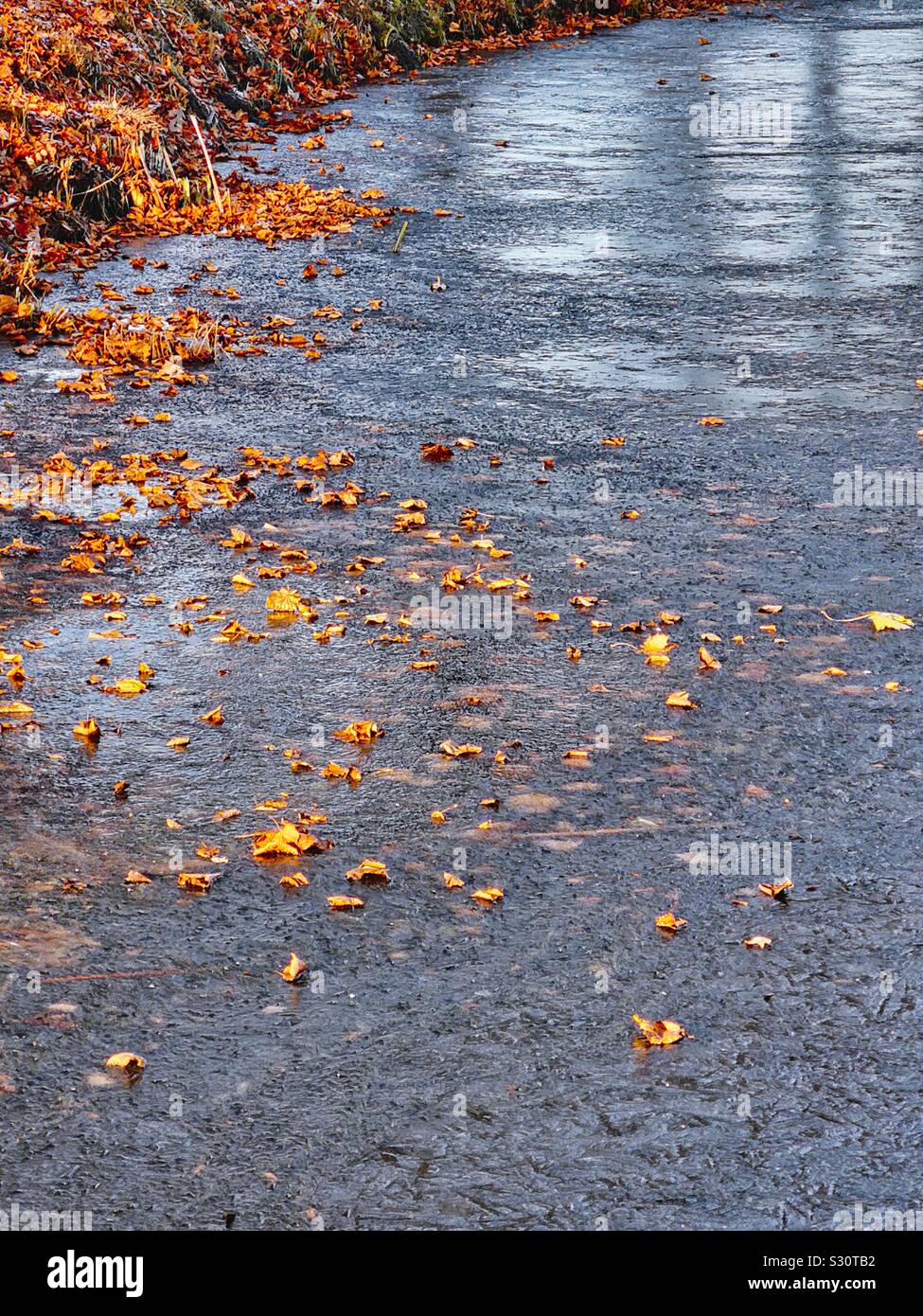 Autumn leaves on frozen lake, Sweden Stock Photo