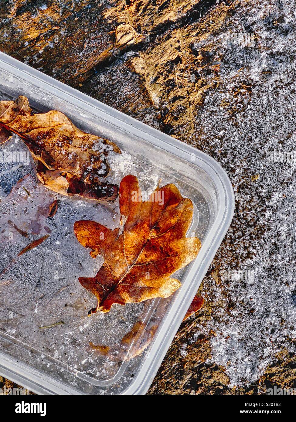 Autumn leaves frozen in dumped abandoned plastic box as seasons change from autumn to winter, Sweden Stock Photo