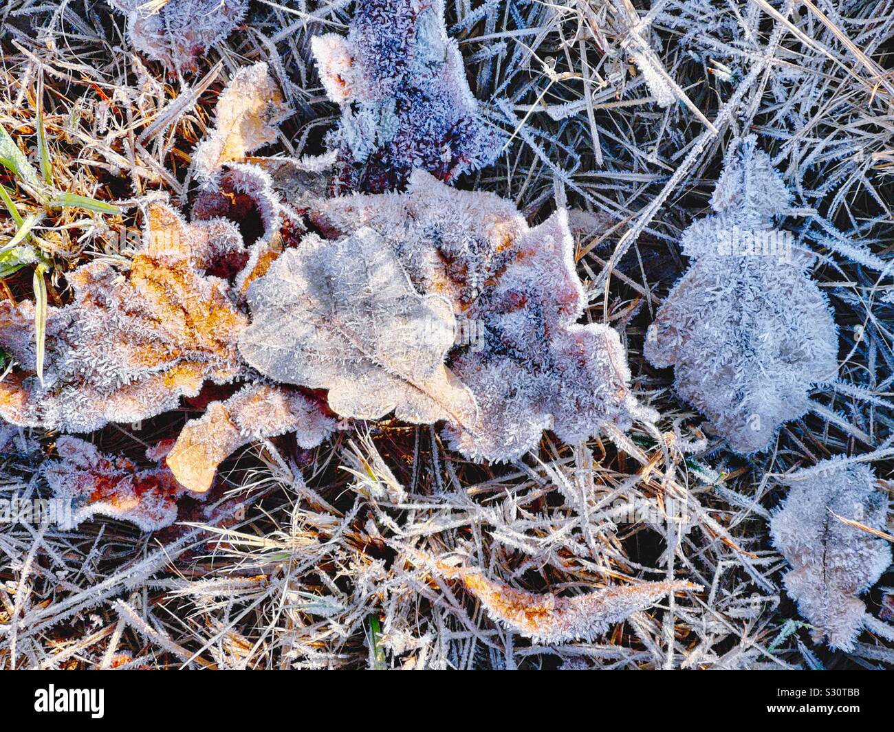 Autumn leaves covered in ice frost as seasons change from autumn to winter, Sweden Stock Photo
