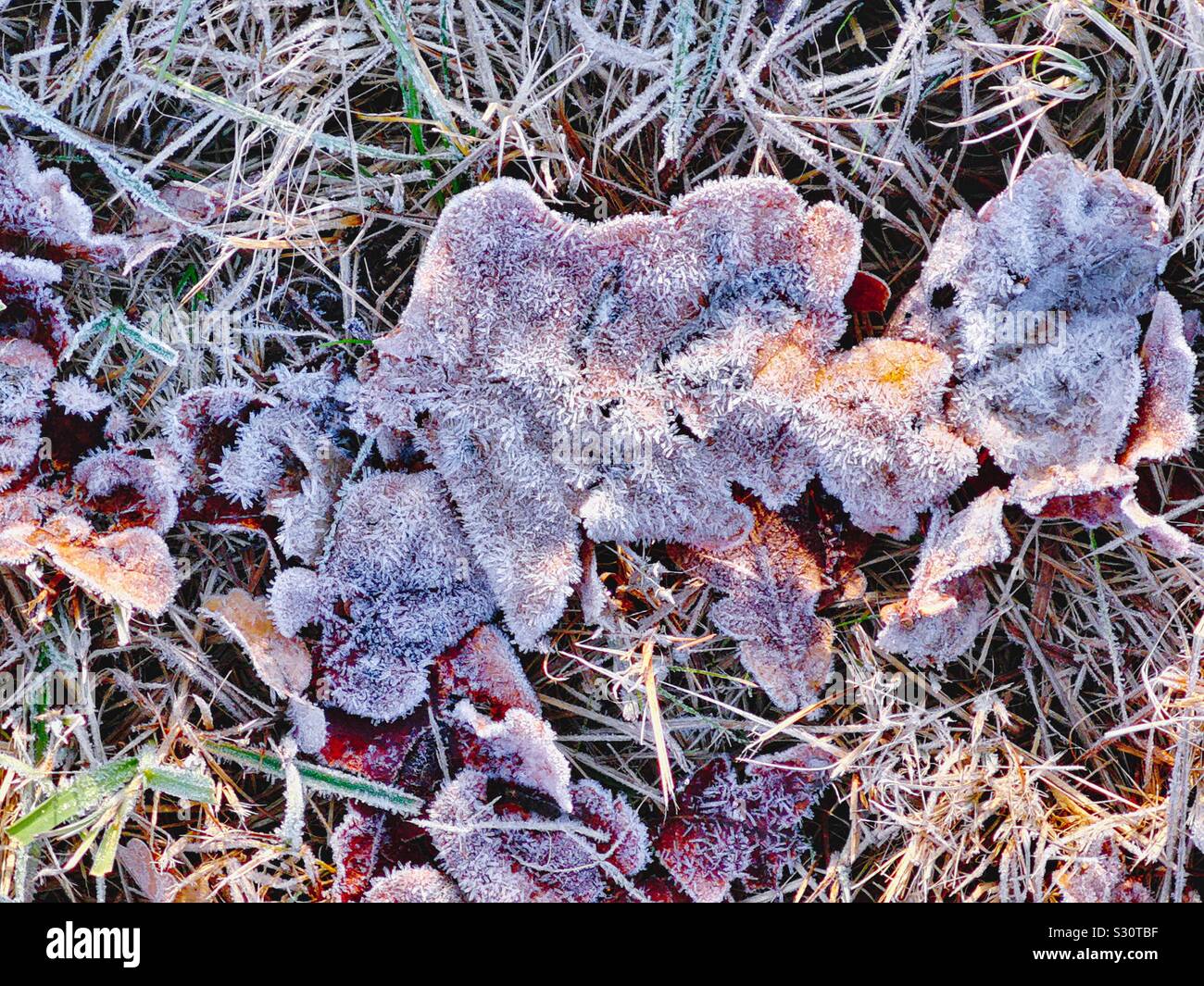 Frozen autumn leaves as seasons change from autumn to winter, Sweden Stock Photo