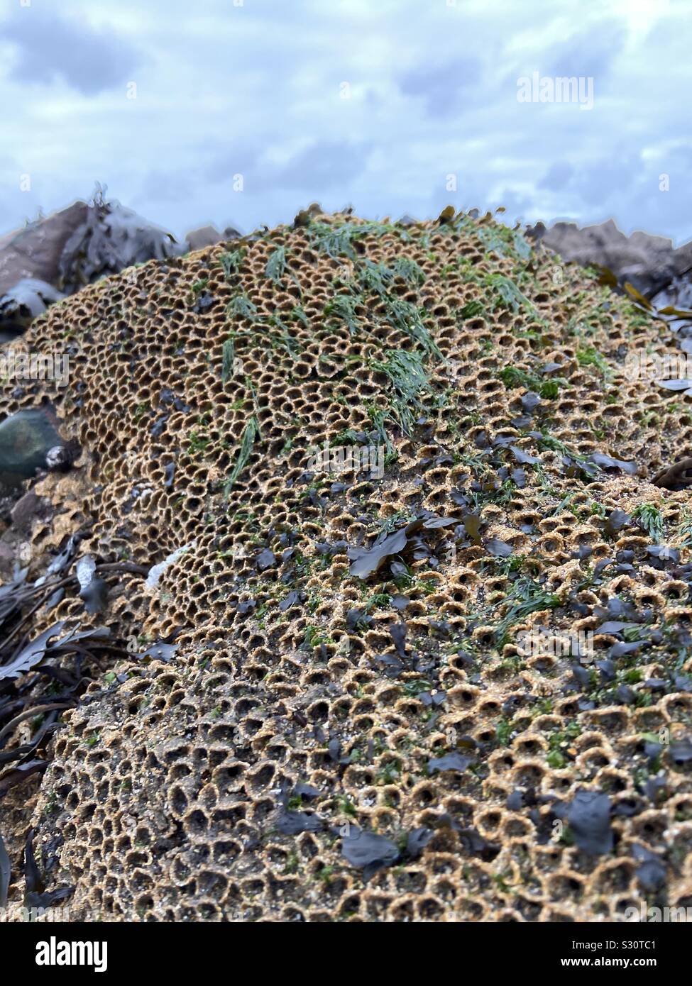 Sabellaria alveolata ,honeycomb worm Stock Photo