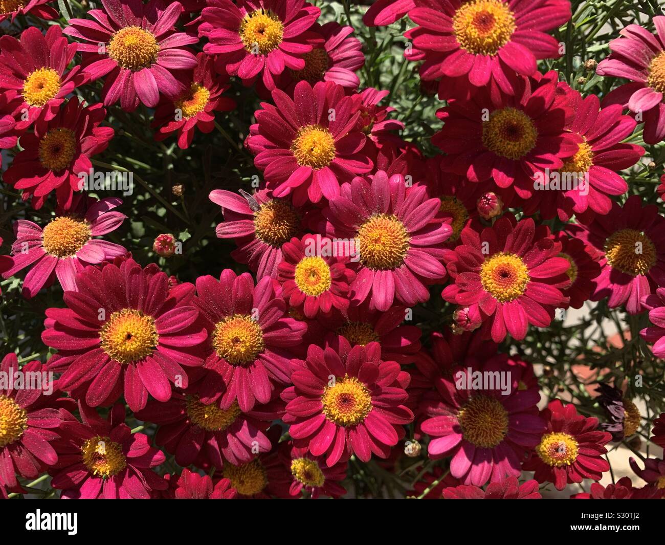 Fake faux red daisies Stock Photo