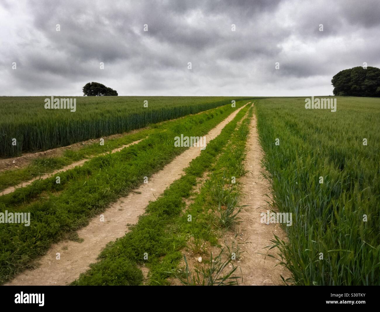 Farm track through a field of barley converging on the horizon on the South Downs National Park, Sussex, England, UK. - Smartphone Captured Stock Image