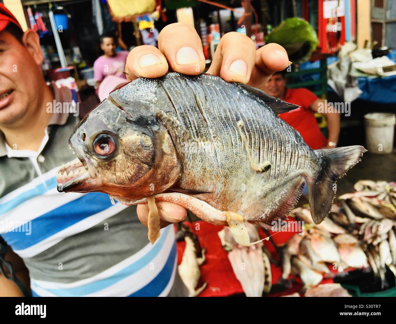Amazonian food hires stock photography and images Alamy