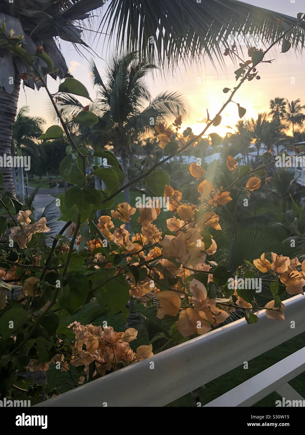 Sun through plants hires stock photography and images Alamy