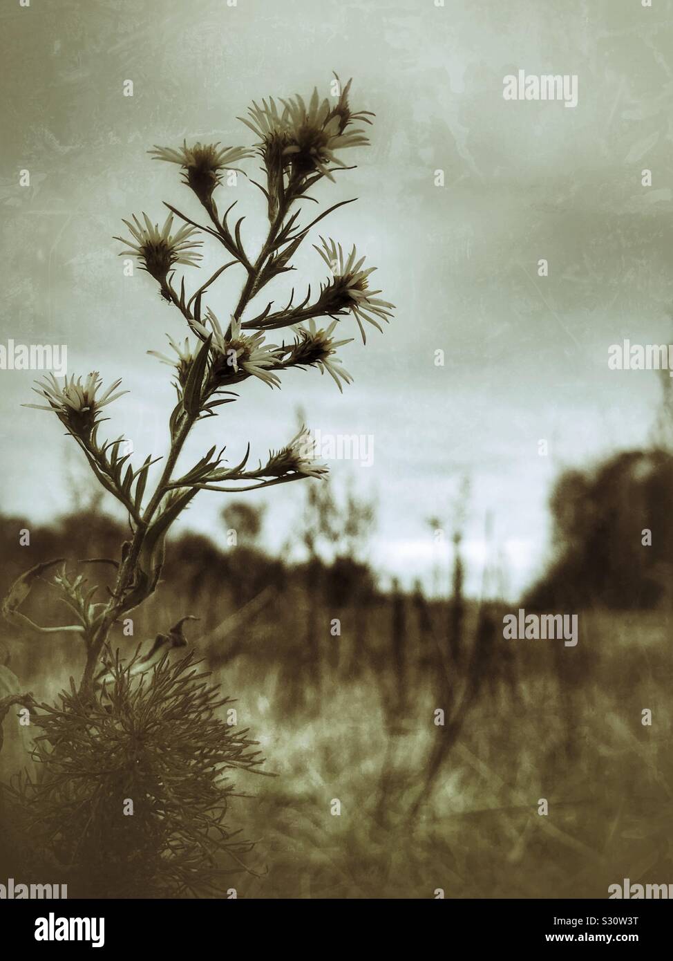 Grunge photo of Frost Aster in fall farm field Stock Photo