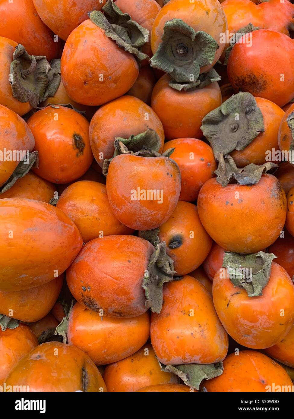 Fresh perfect orange hachiya persimmons - Smartphone Captured Stock Image