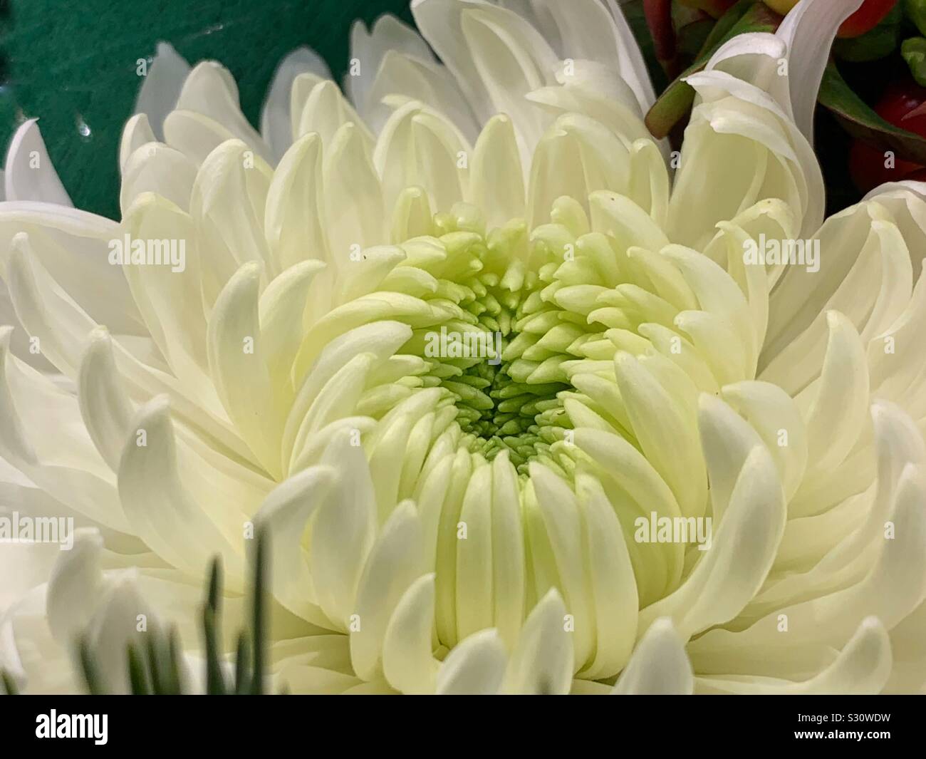 Beautiful white chrysanthemum closeup - Smartphone Captured Stock Image