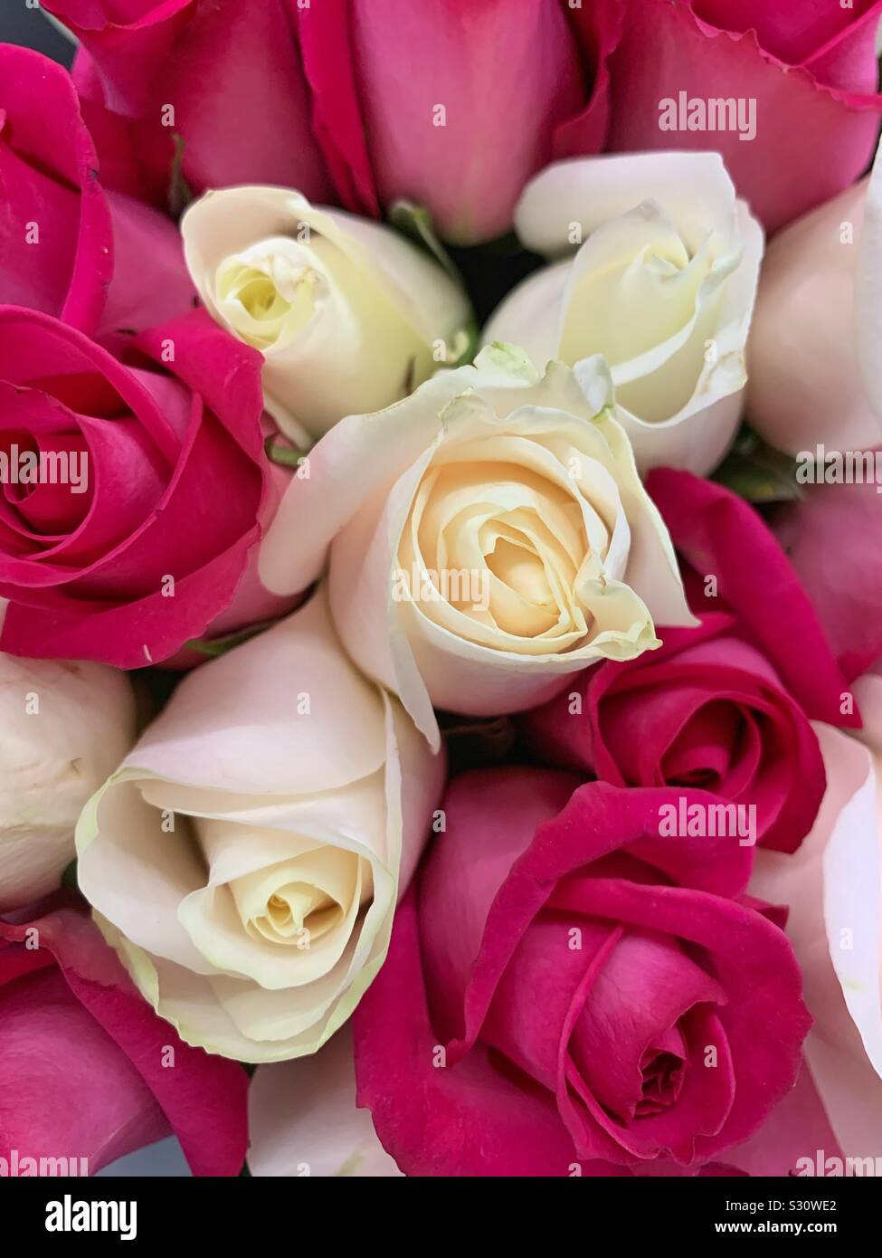 Beautiful bunch of cheerful pink and white roses - Smartphone Captured Stock Image