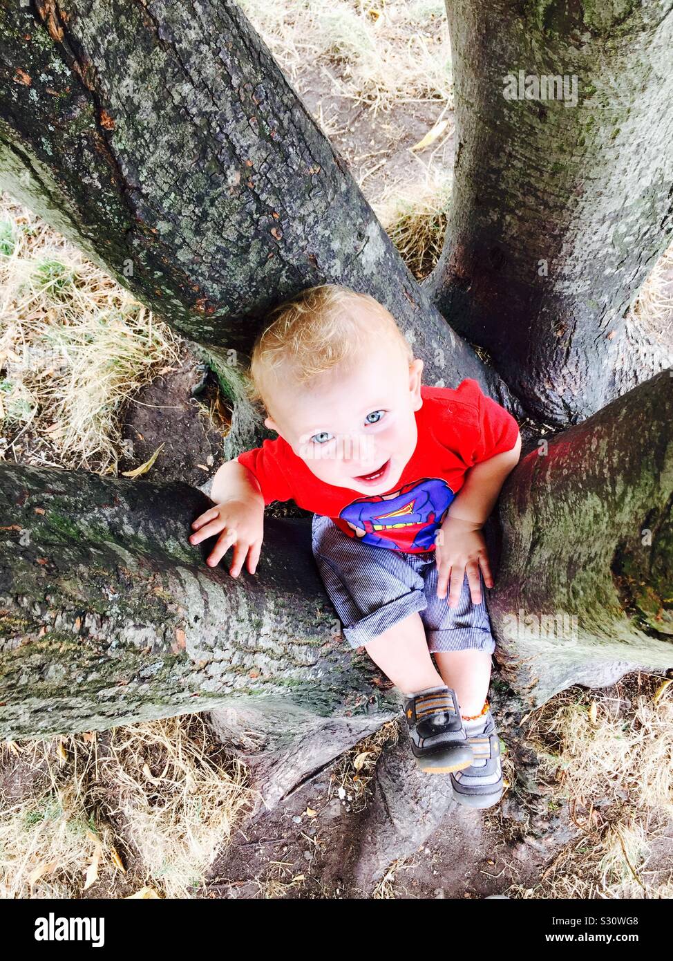 Just sitting in a tree Stock Photo