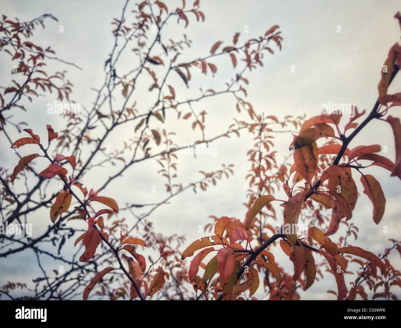 Vivid orange leaves on autumn tree - Smartphone Captured Stock Image