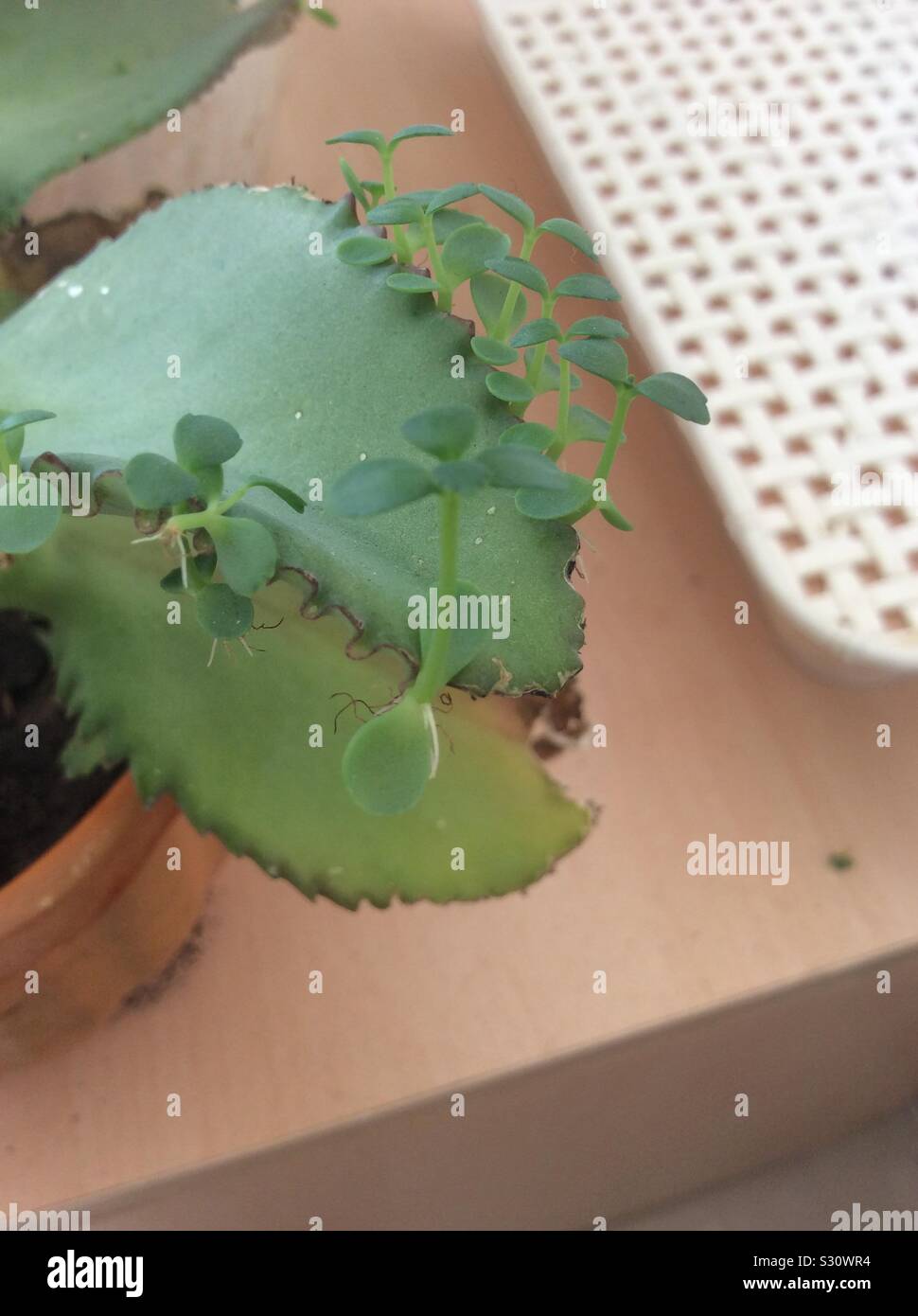 Kalanchoe pinnata plant hi-res stock photography and images - Alamy