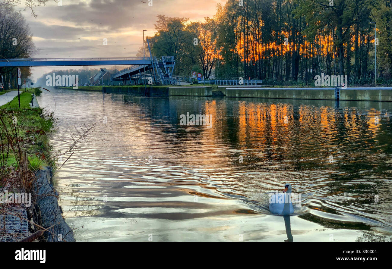 Swan swimming on the water of the river or canal during a colorful and dramatic sunrise or sunset in a countryside woods landscape - Smartphone Captured Stock Image