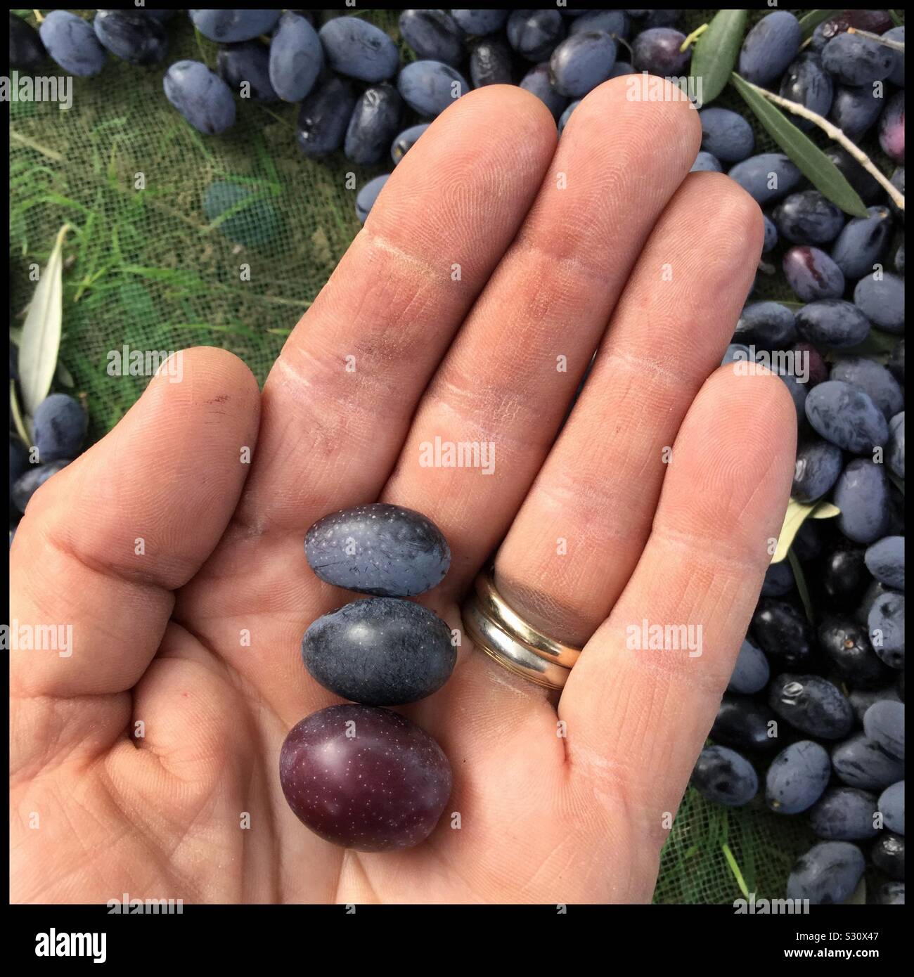 Freshly harvested olives (top to bottom): Farga, Empeltre and Sevillenca, Catalonia, Spain. - Smartphone Captured Stock Image