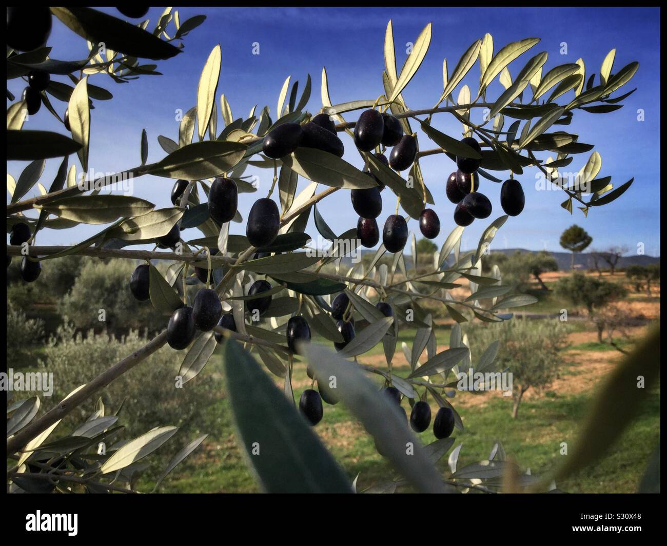 Ripe Farga olives on the tree, Catalonia, Spain. - Smartphone Captured Stock Image