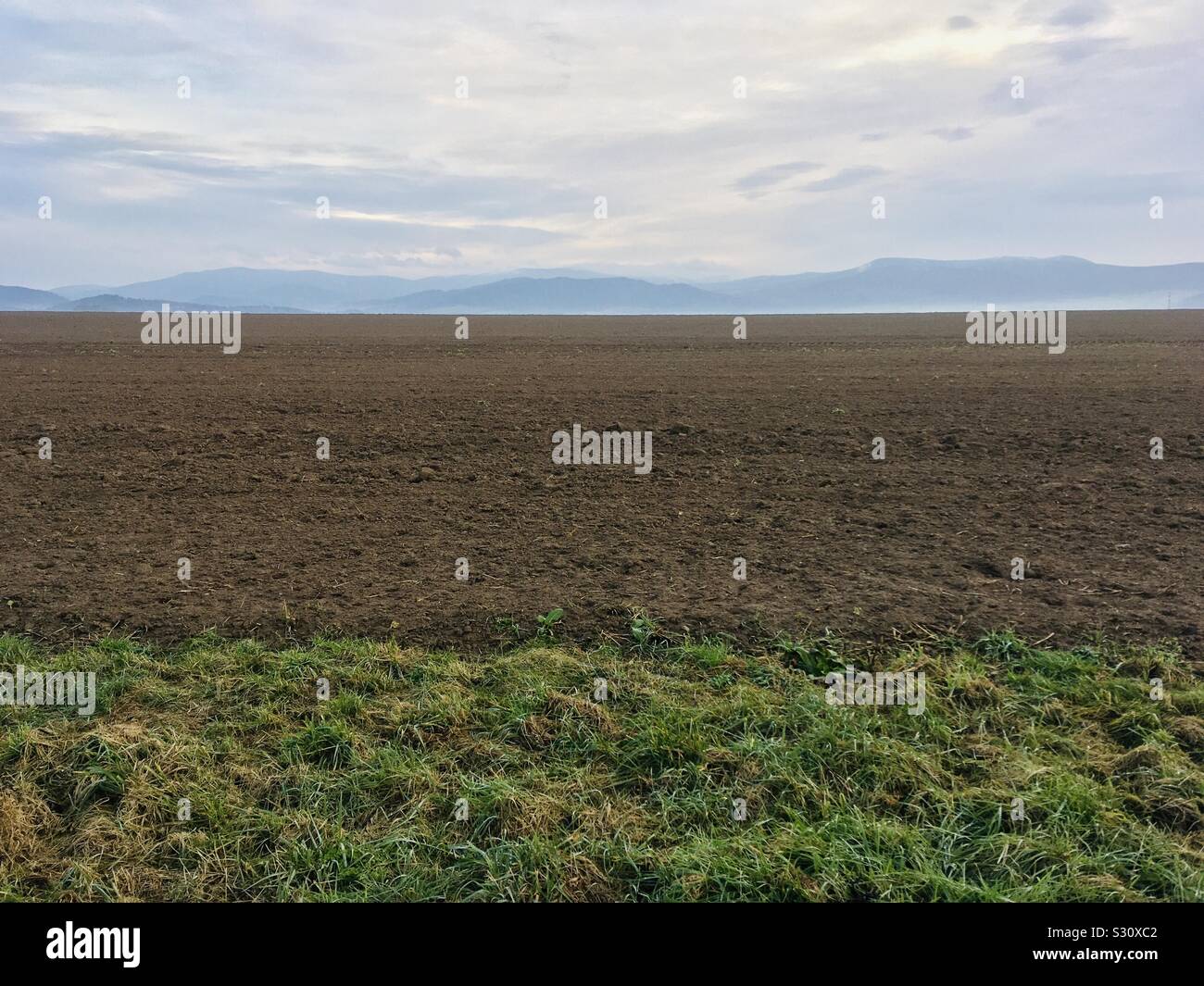 Winter Field - Smartphone Captured Stock Image