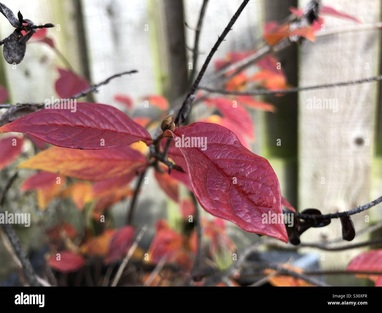 Colours of nature hi-res stock photography and images - Alamy