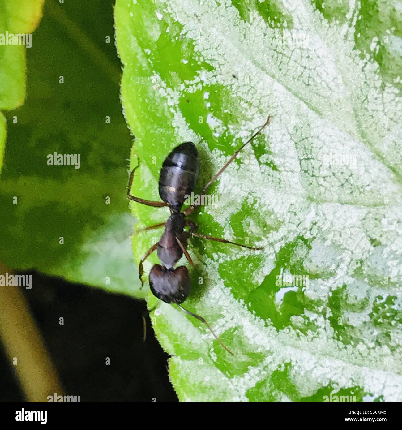 A black carpenter ant in African Violet plant finding way back to home-  silver leaf flame violet aka Episcia cupreata Frosty -black ant Stock Photo