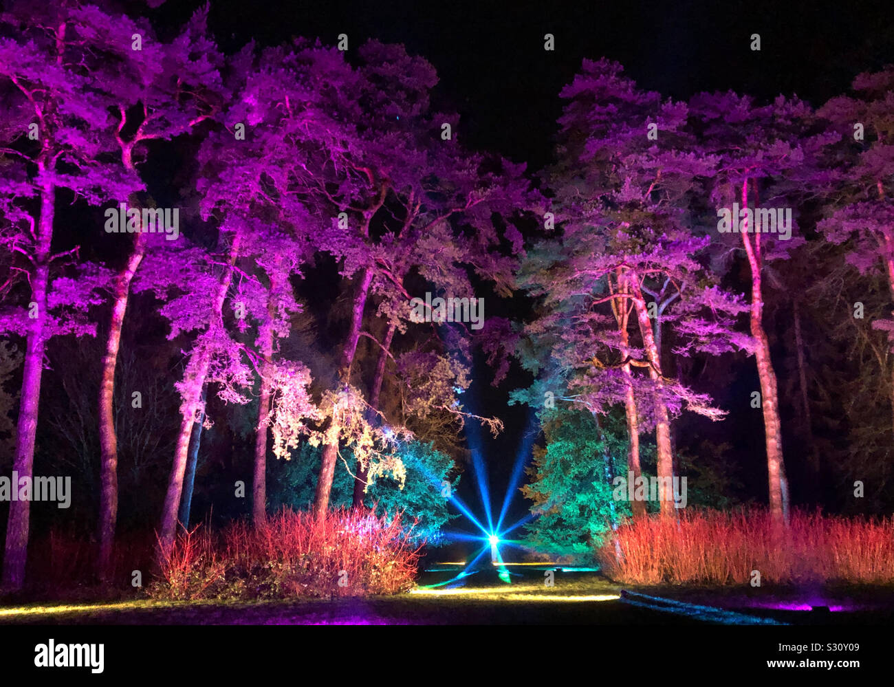 Enchanted Christmas light display at Westonbirt Arboretum