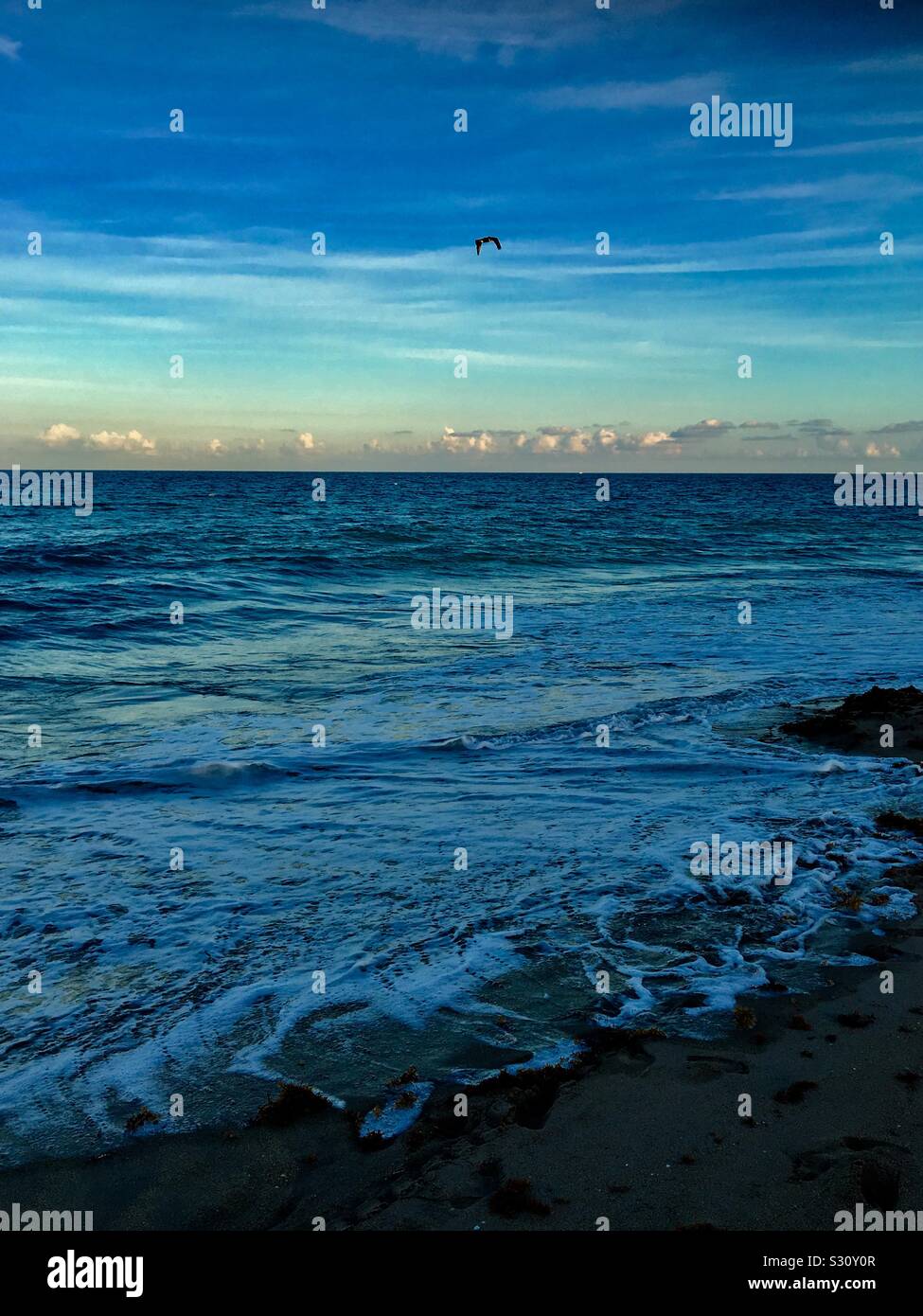 Seagulls flying over ocean waves near at sunset. - Smartphone Captured Stock Image