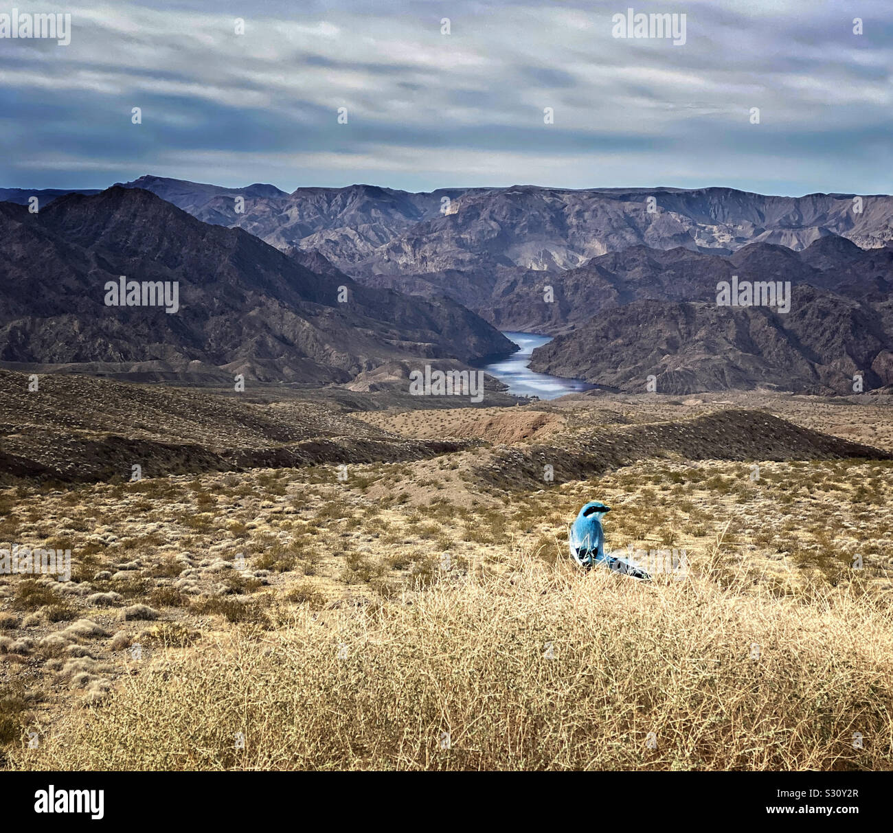 Blue bird in Arizona desert landscape Stock Photo - Alamy