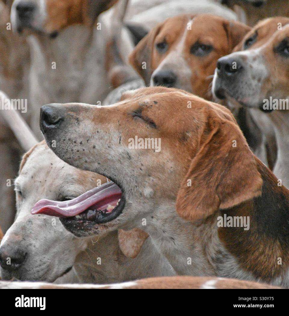 Fox hound: Traditional countryside activity popular in winter. Yawning dog. Controversial sport. Stock Photo