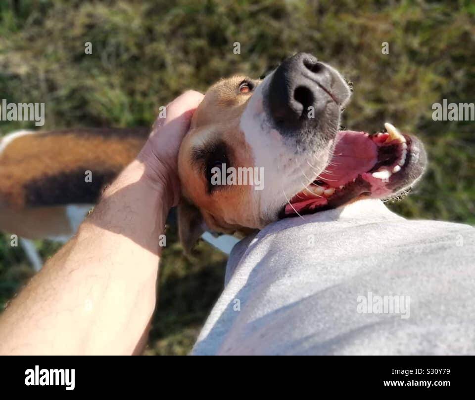 Fox hound: Happy smiling dog. Stock Photo