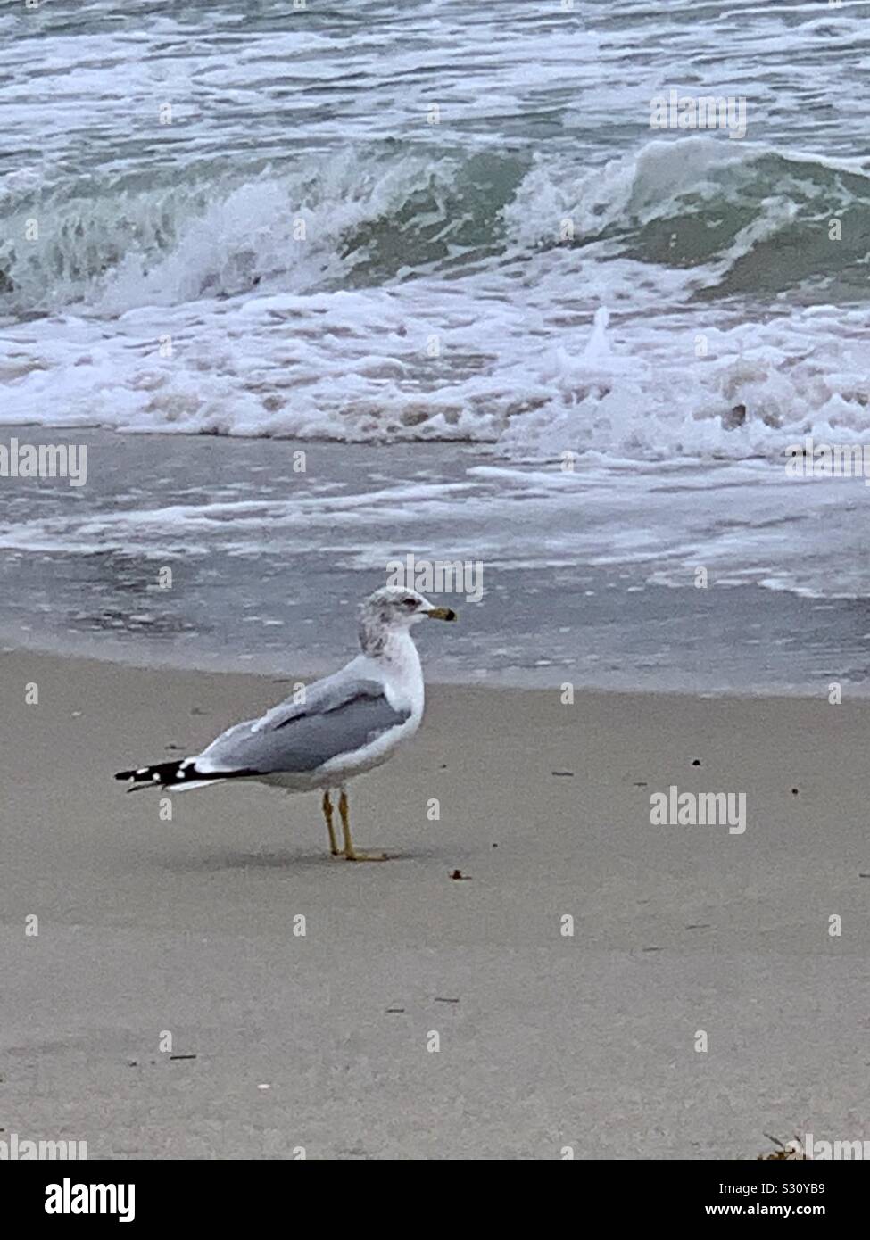 Seagull standing on the sand at Dania beach, Florida as the wave brake at shore Stock Photo