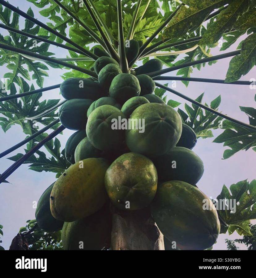 Papaya tree hawaii hires stock photography and images Alamy