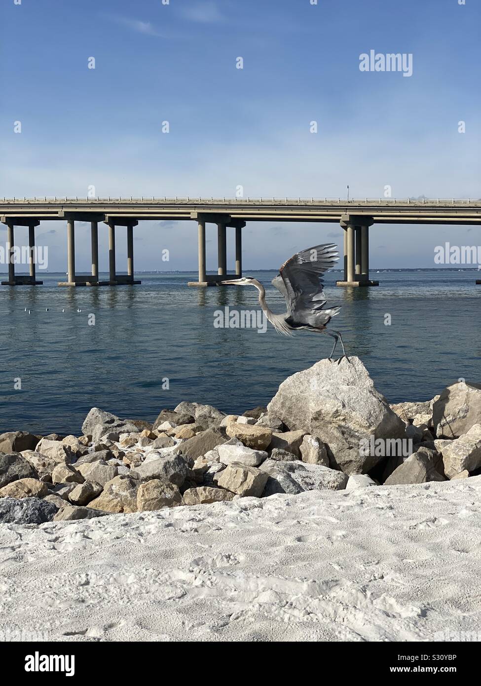 Great blue heron taking off from large rock area at the beach - Smartphone Captured Stock Image