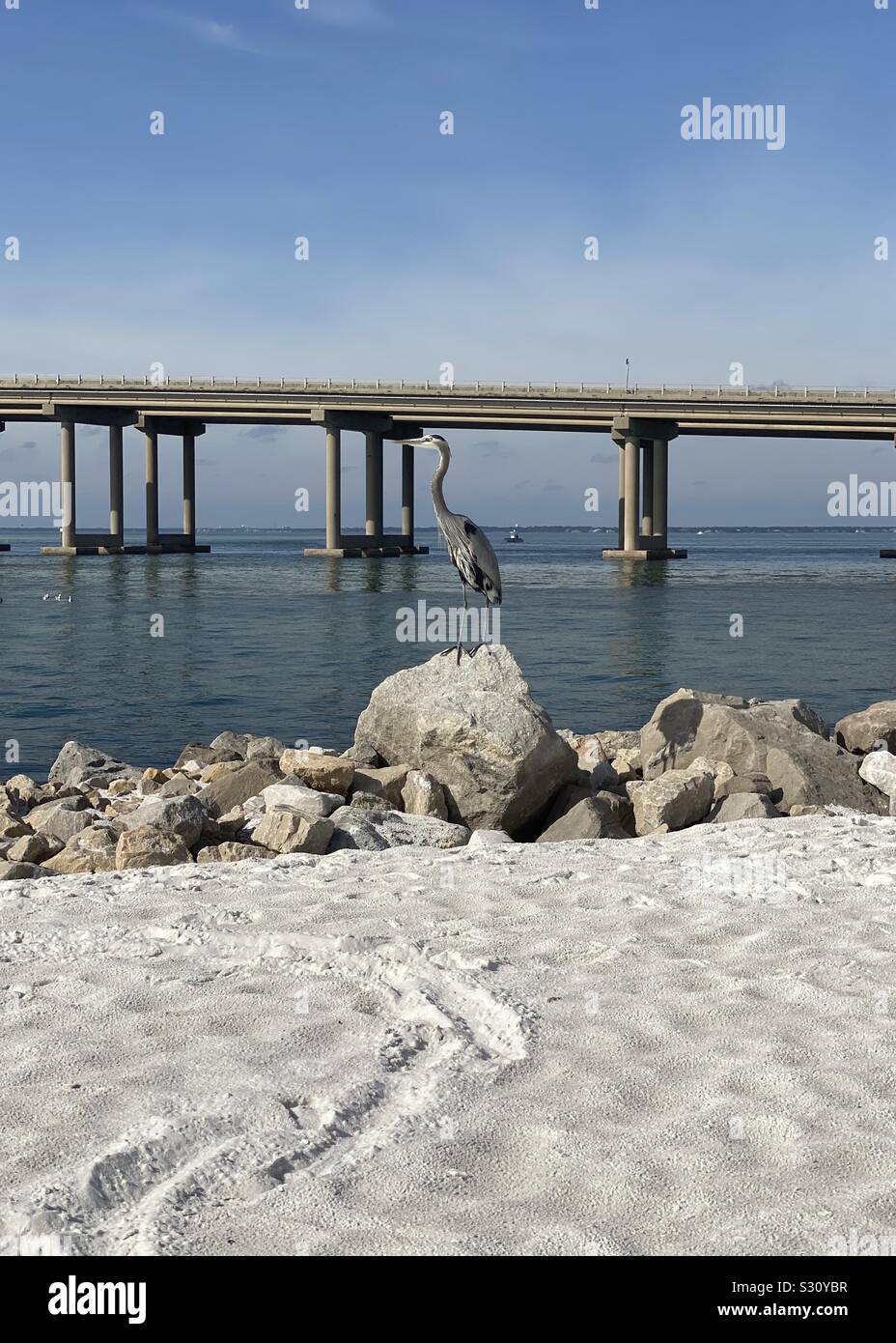 Great blue heron standing on a large rock on shoreline on the beach Emerald Coast in Florida - Smartphone Captured Stock Image