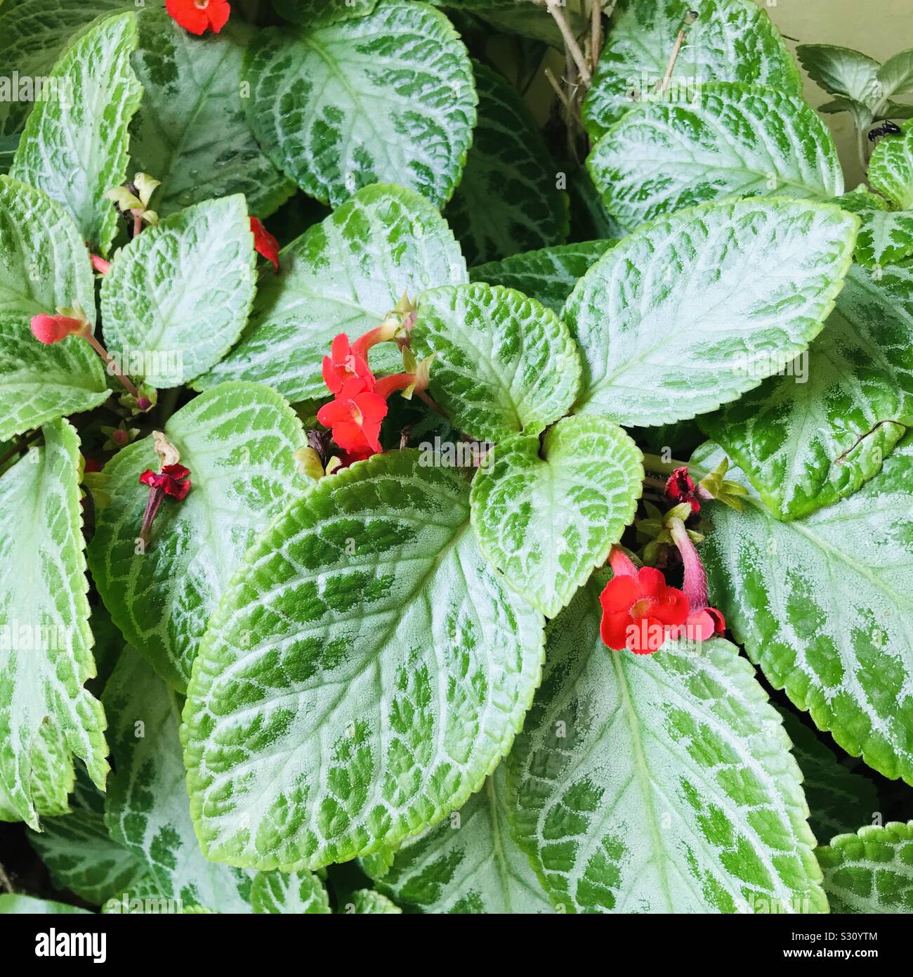 Bunch of African Violet plants with small red flowers on it in my balcony garden in india-Silver leaf flame violet aka Episcia Cupreata Frosty Stock Photo