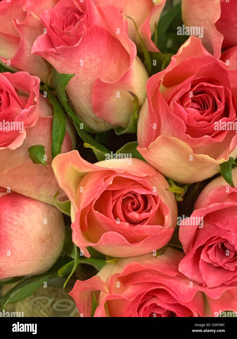 Beautiful yellow roses with a dash of pink - Smartphone Captured Stock Image