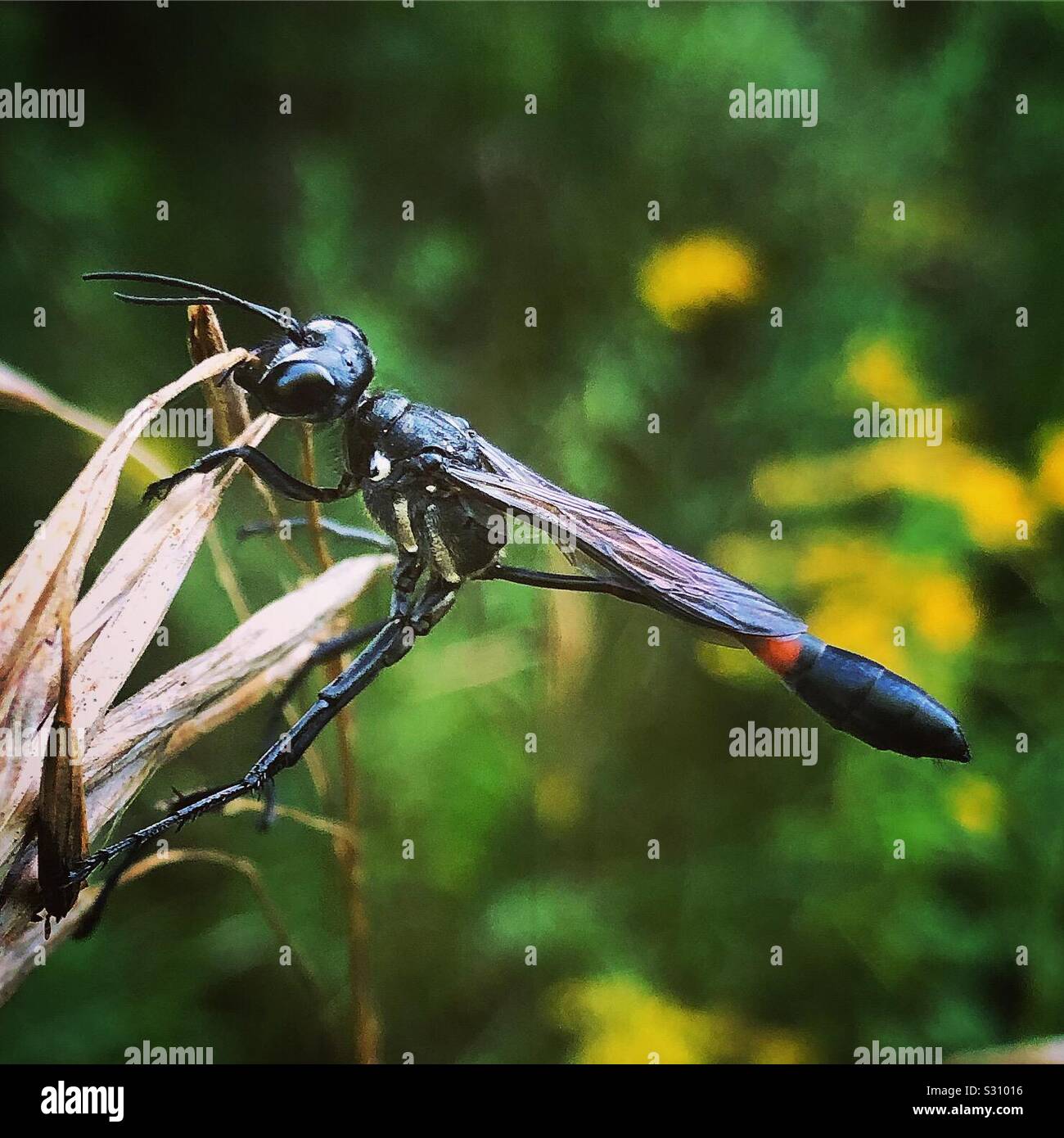 Common thread-waisted wasp Stock Photo