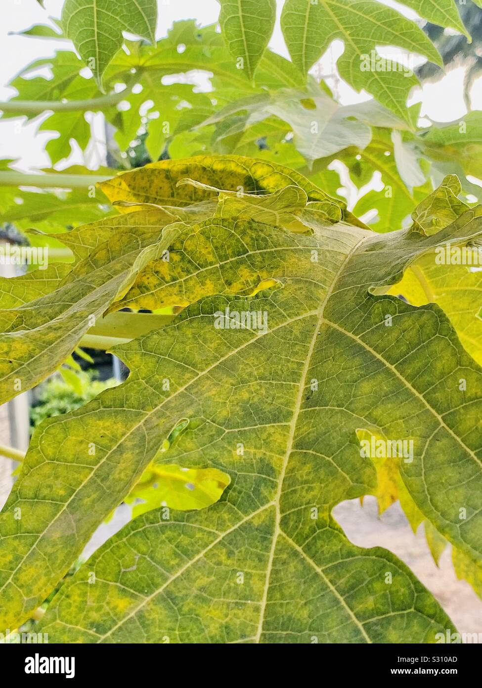 A pawpaw leaf at the start of autumn Stock Photo