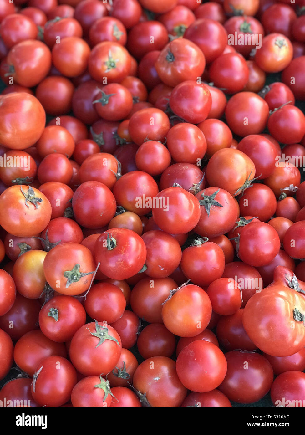 Ripe, red, fresh tomatoes are shown on display in a farmers’ market produce bin in a vertical view. - Smartphone Captured Stock Image
