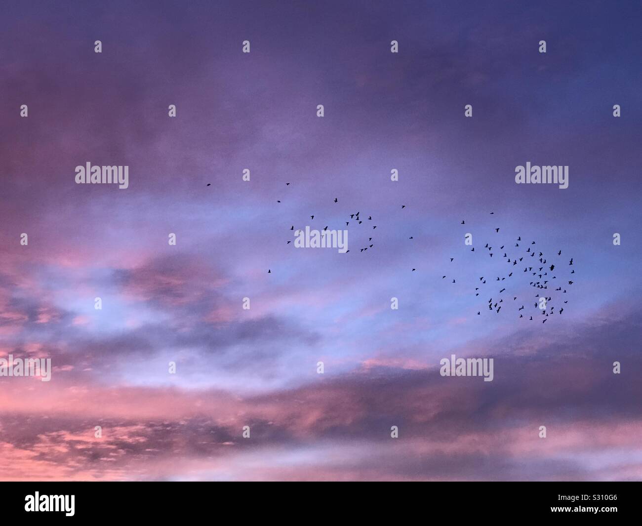Ready to roost-Birds circling pond at sunset Stock Photo