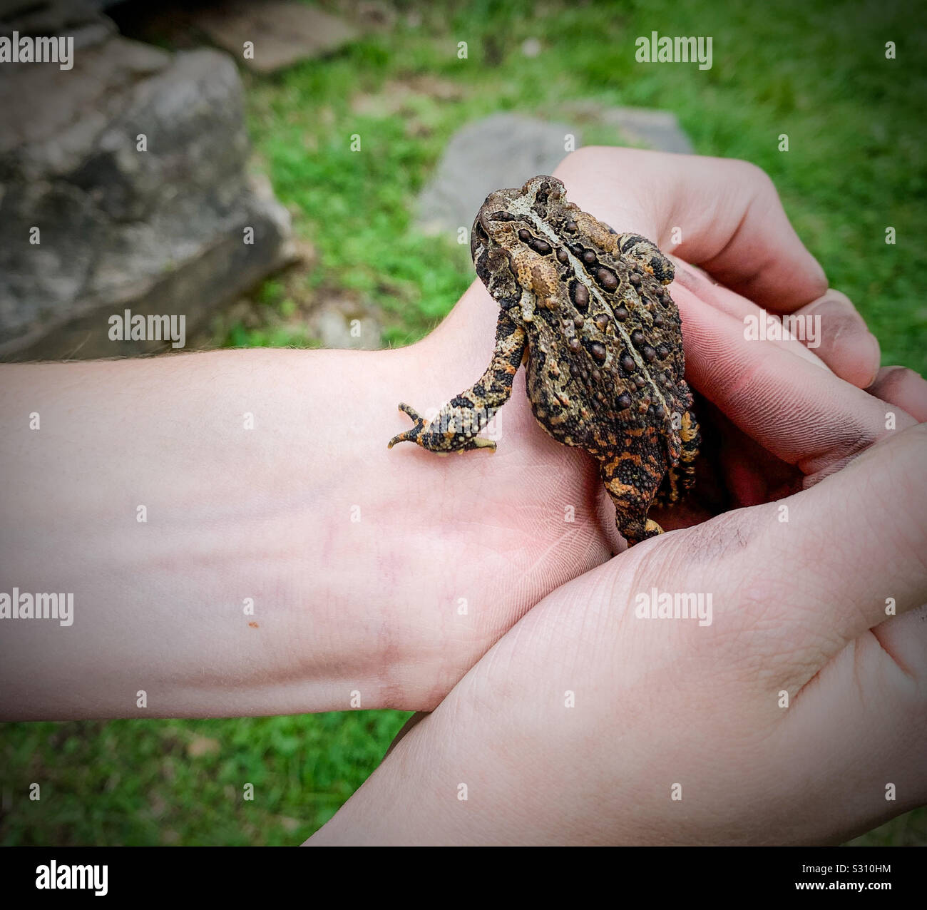 A toad escaping a boy’s grasp. Stock Photo