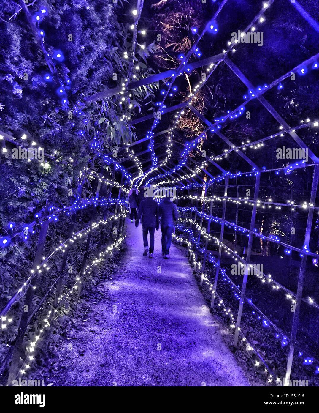 Blenheim Palace Illuminated Christmas Light Trail 2019 - Tunnel Of Blue And  White Lights With People Walking Through Stock Photo - Alamy