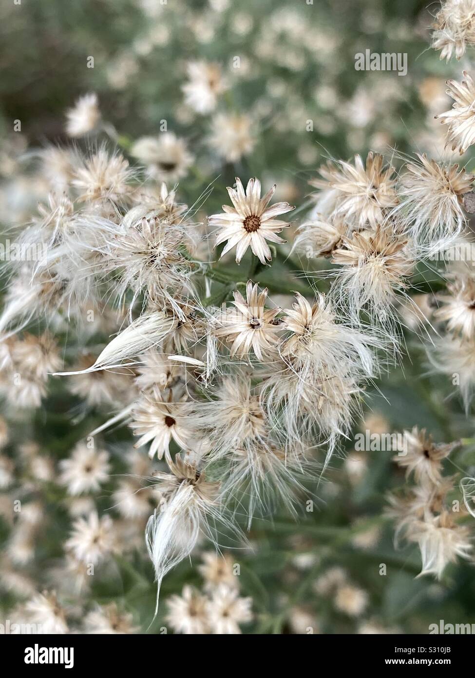 Fluffy white plants hires stock photography and images Alamy