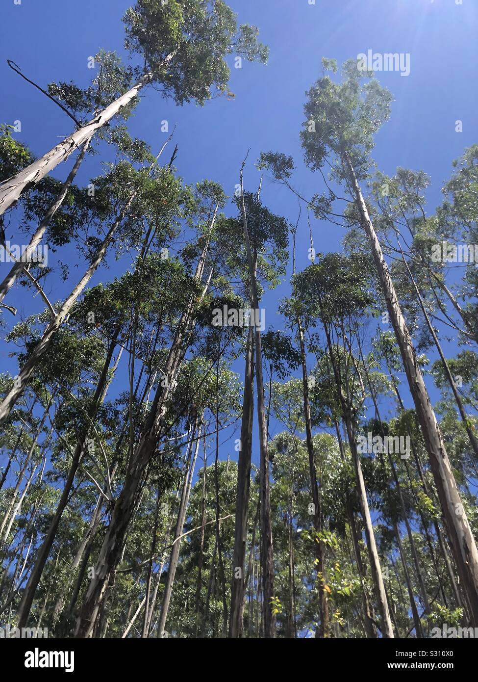 Towering Eucalyptus, MG, Brazil - Smartphone Captured Stock Image