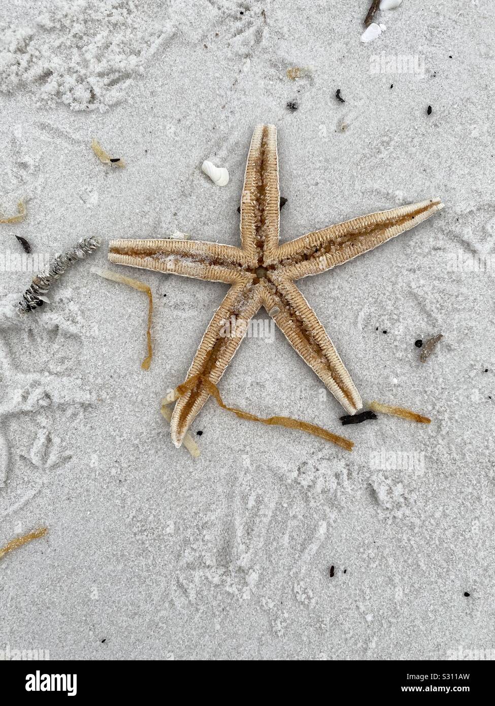 Closeup of a starfish on white sand beach - Smartphone Captured Stock Image