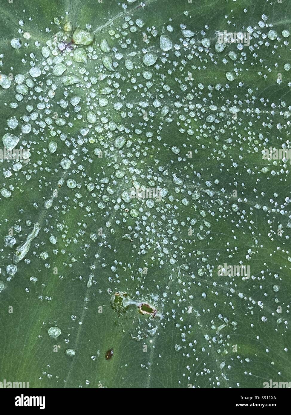 Large toro leaf with lots of morning dew drops - Smartphone Captured Stock Image