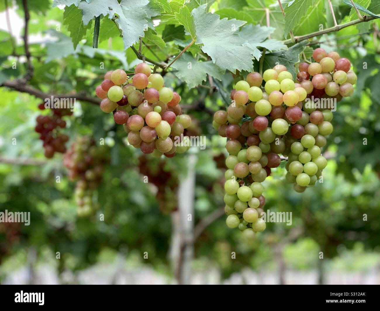 Grape farm in La Union, Philippines. It’s lovely to see the transition of colors from green to purple. Stock Photo