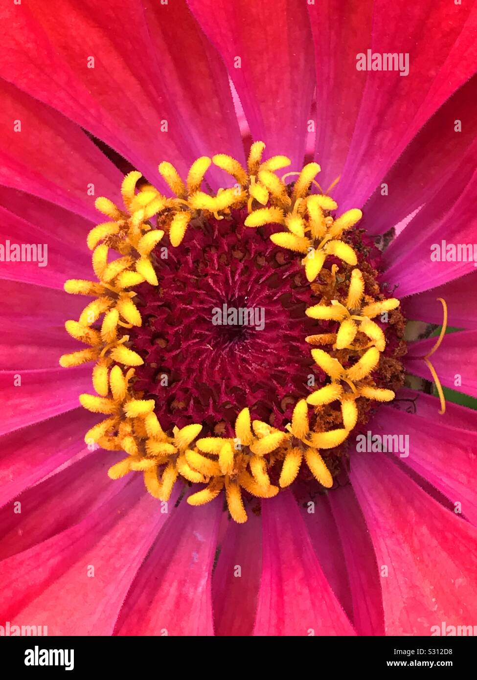 Zinnia flower. Close view. - Smartphone Captured Stock Image