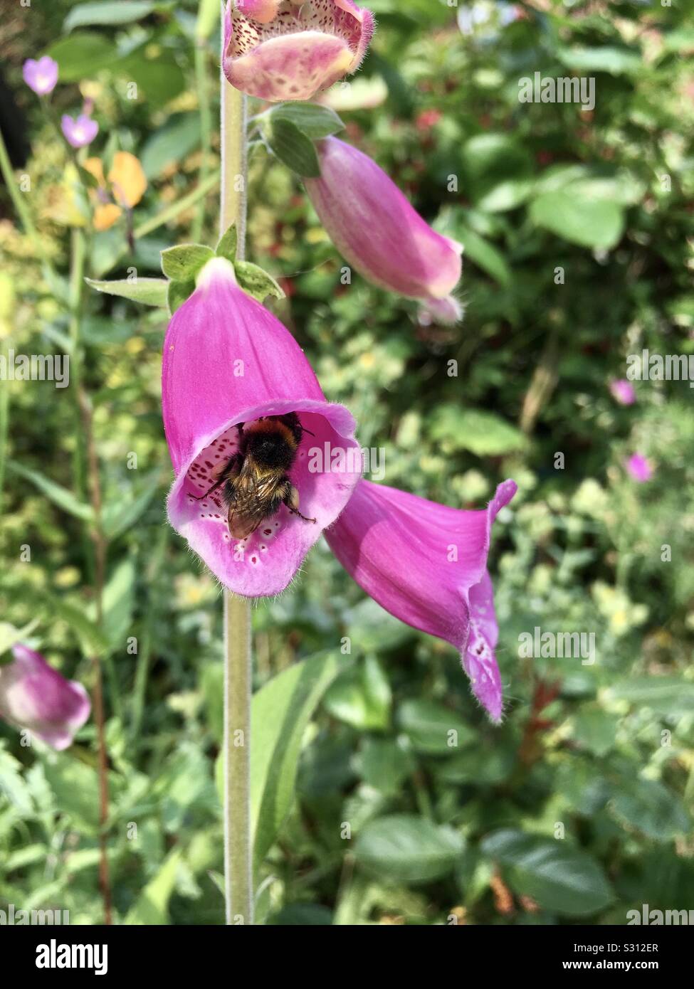 Pink foxglove flower in full bloom with bee pollinating - Smartphone Captured Stock Image