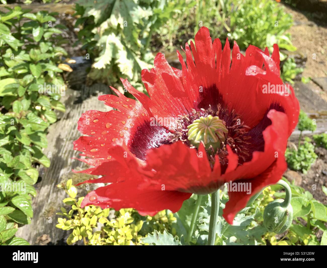 Large red poppy flower - Smartphone Captured Stock Image
