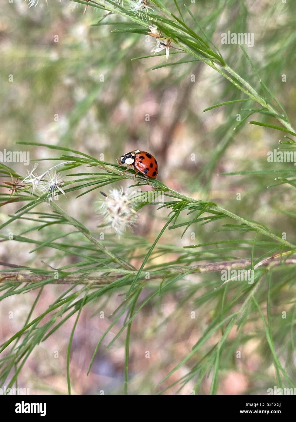 Little ladybug climbing on green plant in the forest - Smartphone Captured Stock Image