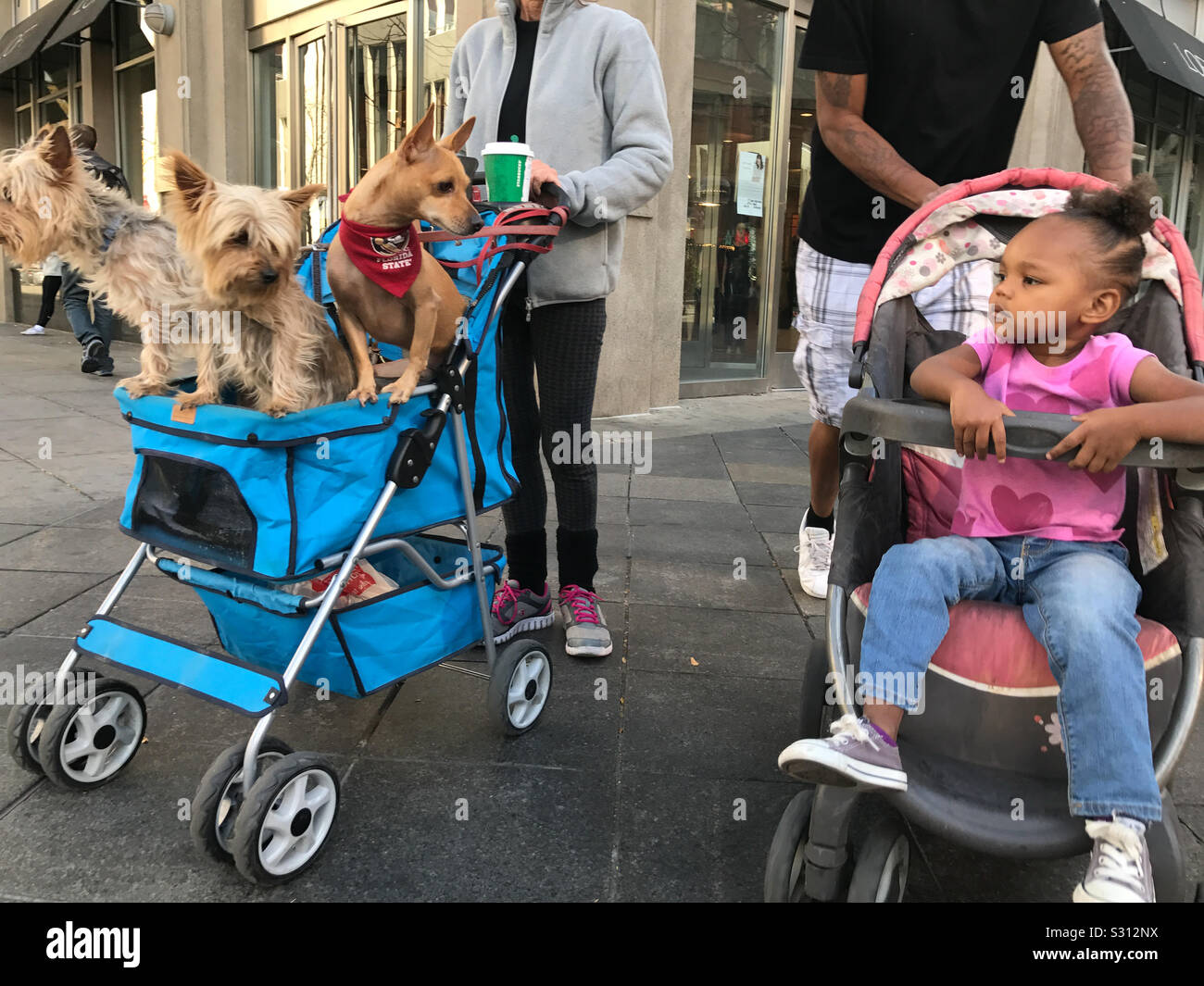 https://c8.alamy.com/comp/S312NX/dogs-in-stroller-next-to-toddler-in-stroller-in-downtown-denver-colorado-S312NX.jpg