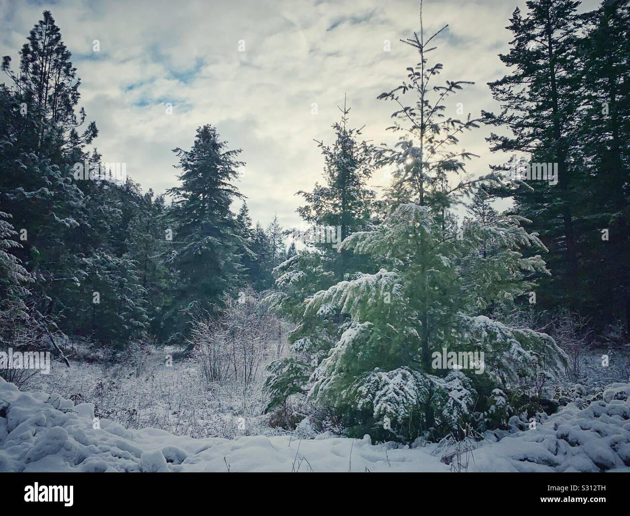 Snowy winter landscape with fresh snow covered evergreen trees. Stock Photo